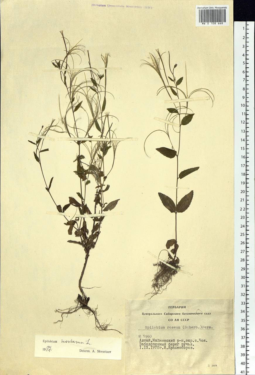 Epilobium montanum L., Siberia, Altai & Sayany Mountains (S2) (Russia)