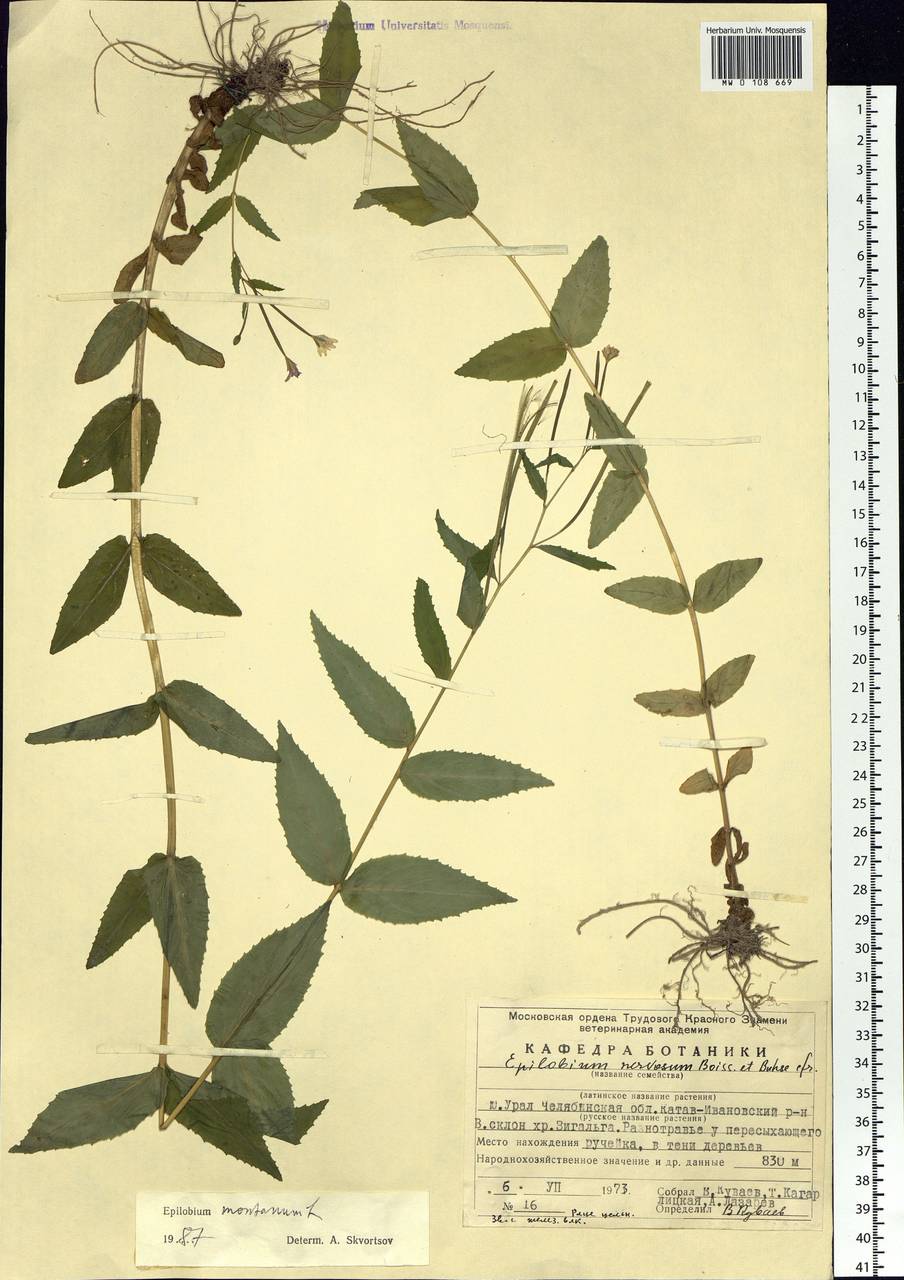 Epilobium montanum L., Eastern Europe, Eastern region (E10) (Russia)