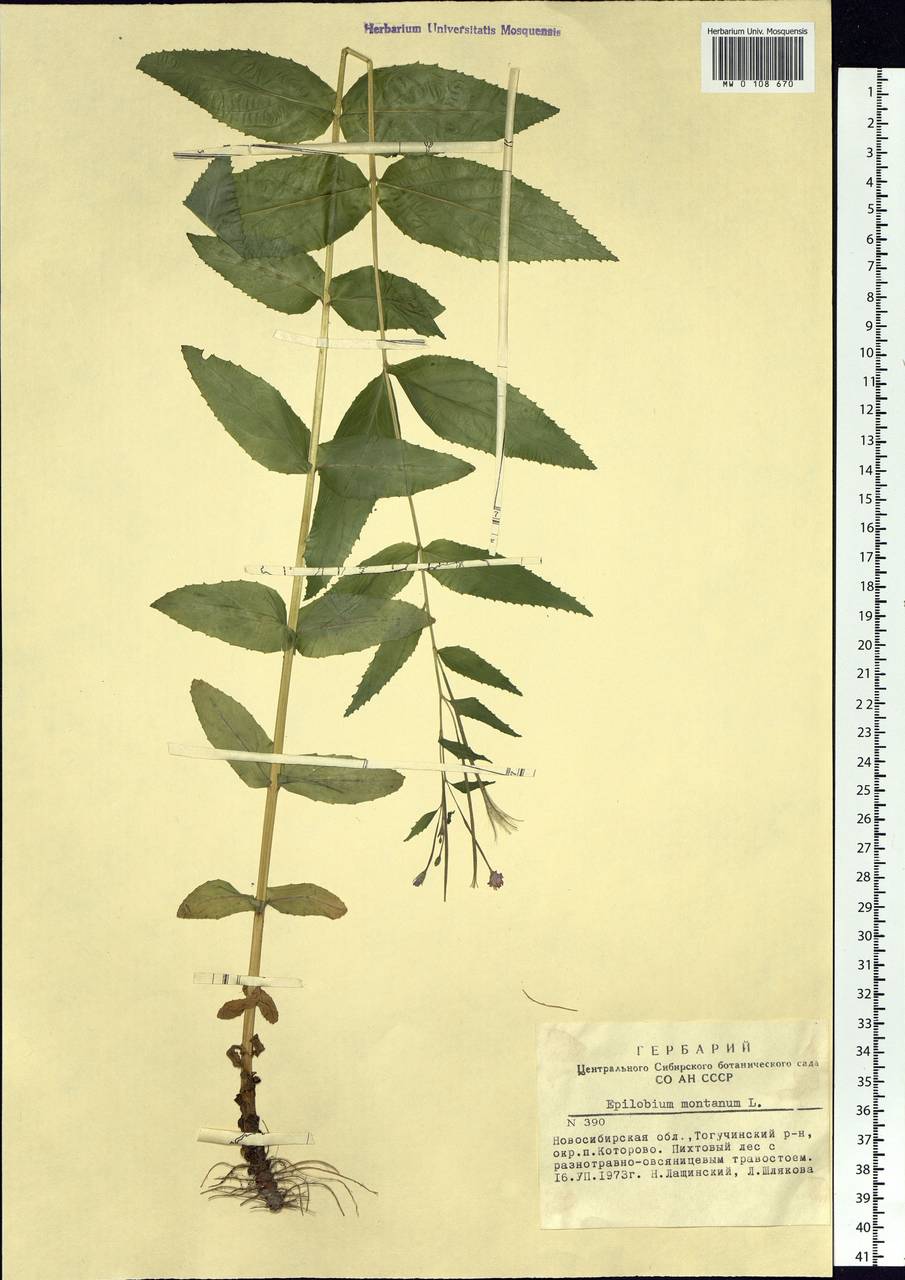 Epilobium montanum L., Siberia, Western Siberia (S1) (Russia)
