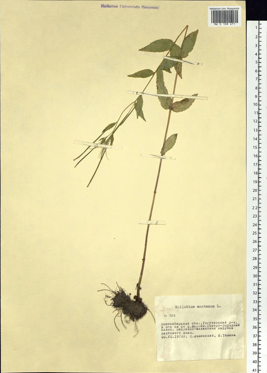 Epilobium montanum L., Siberia, Western Siberia (S1) (Russia)
