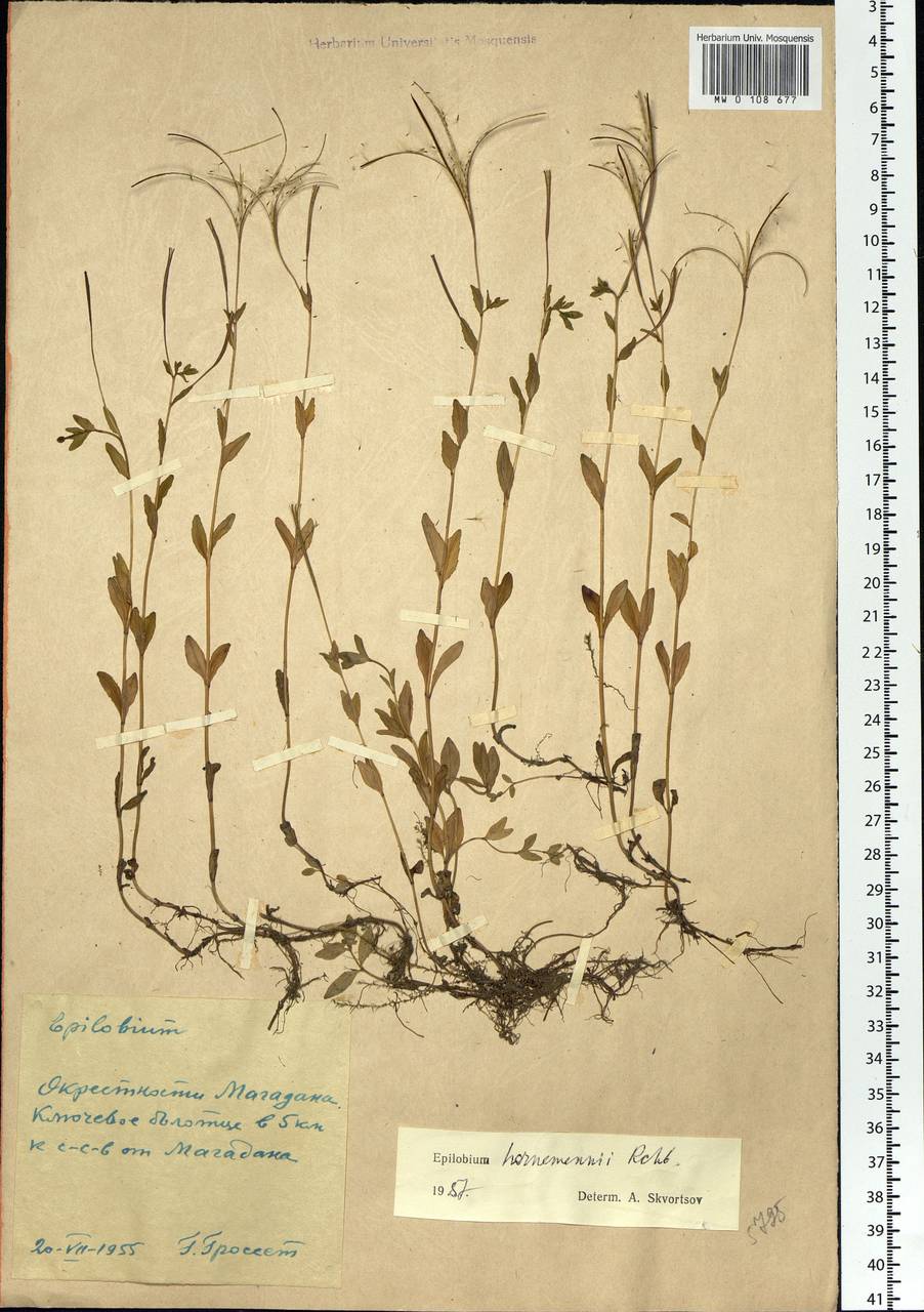 Epilobium hornemannii Rchb., Siberia, Chukotka & Kamchatka (S7) (Russia)