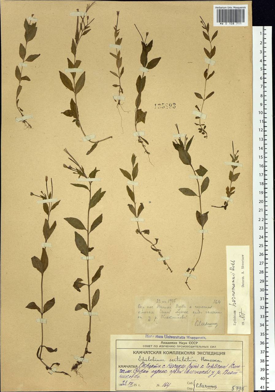 Epilobium hornemannii Rchb., Siberia, Chukotka & Kamchatka (S7) (Russia)