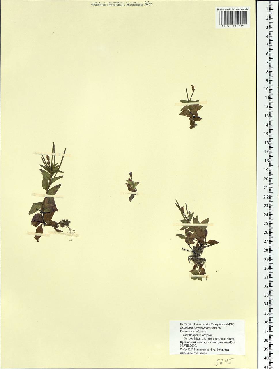 Epilobium hornemannii Rchb., Siberia, Chukotka & Kamchatka (S7) (Russia)