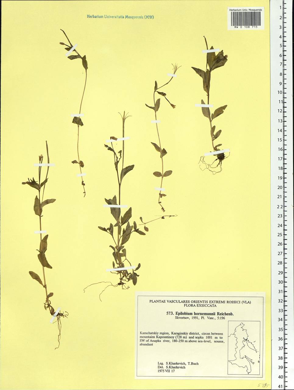 Epilobium hornemannii Rchb., Siberia, Chukotka & Kamchatka (S7) (Russia)