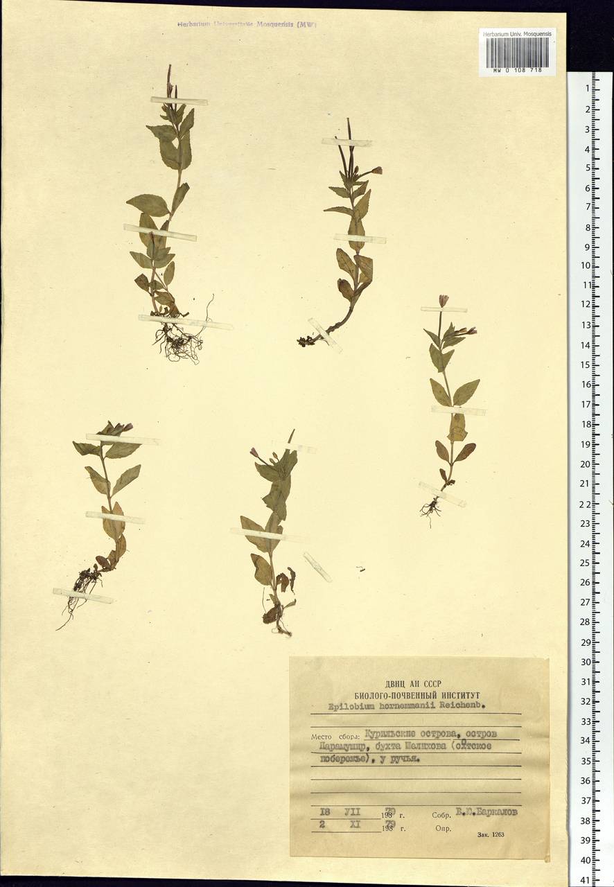Epilobium hornemannii Rchb., Siberia, Russian Far East (S6) (Russia)