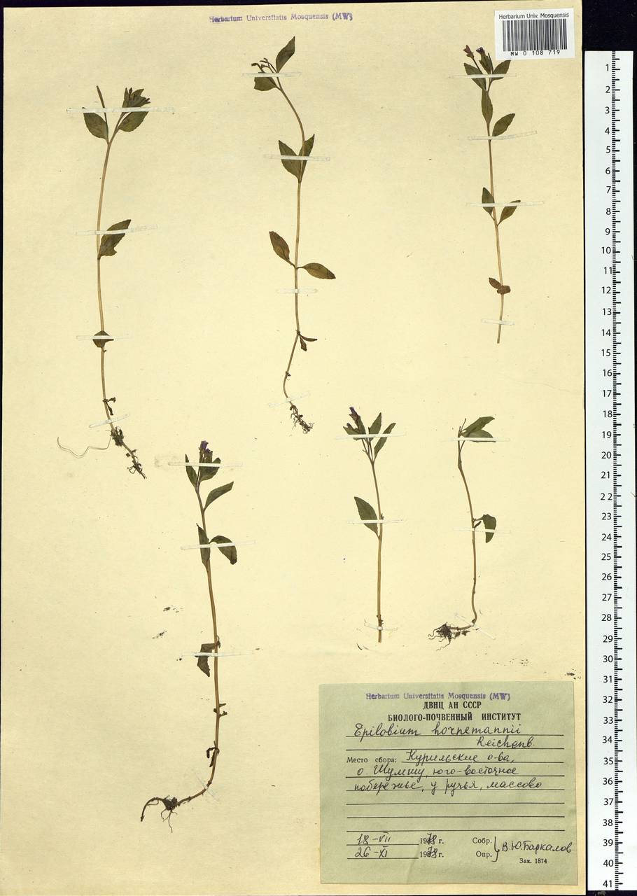 Epilobium hornemannii Rchb., Siberia, Russian Far East (S6) (Russia)