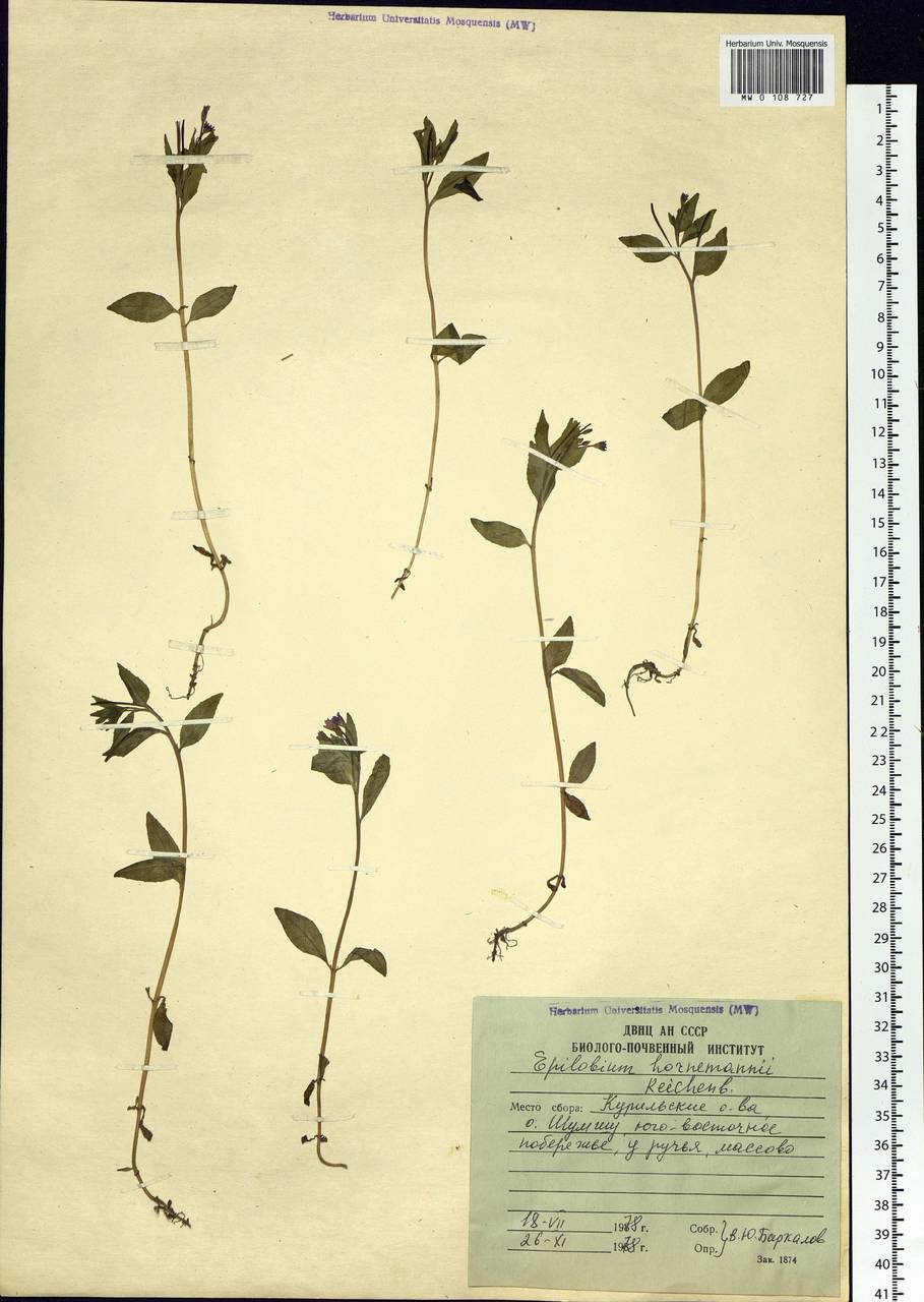 Epilobium hornemannii Rchb., Siberia, Russian Far East (S6) (Russia)