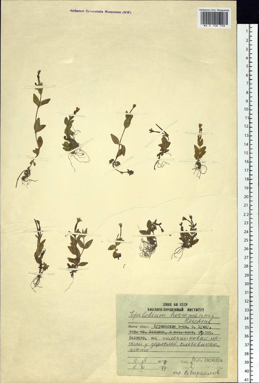 Epilobium hornemannii Rchb., Siberia, Russian Far East (S6) (Russia)