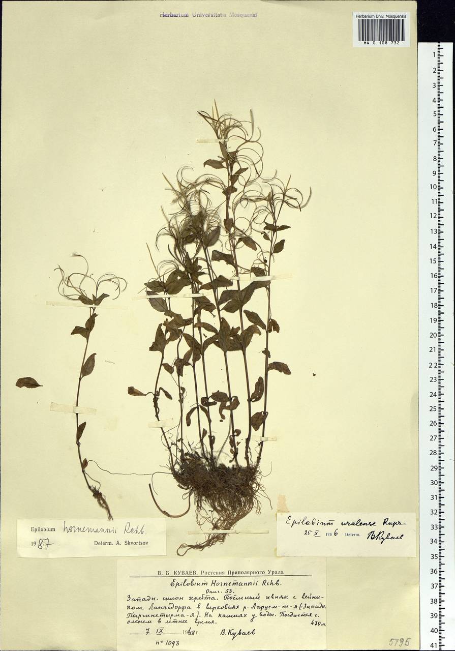 Epilobium hornemannii Rchb., Eastern Europe, Northern region (E1) (Russia)