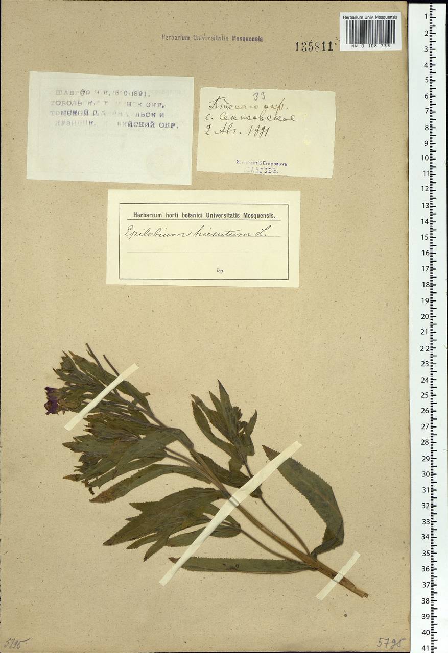 Epilobium hirsutum L., Siberia, Western (Kazakhstan) Altai Mountains (S2a) (Kazakhstan)