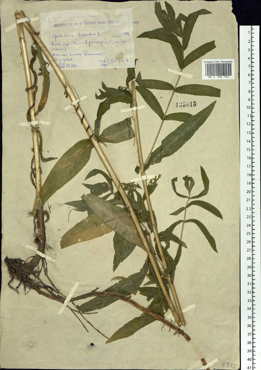 Epilobium hirsutum L., Siberia, Western (Kazakhstan) Altai Mountains (S2a) (Kazakhstan)