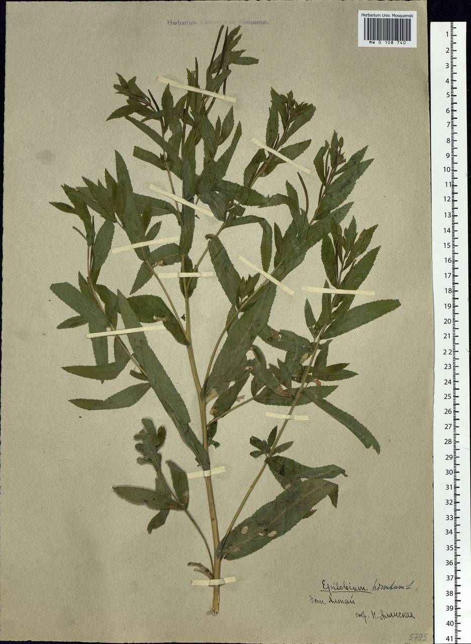 Epilobium hirsutum L., Siberia, Altai & Sayany Mountains (S2) (Russia)