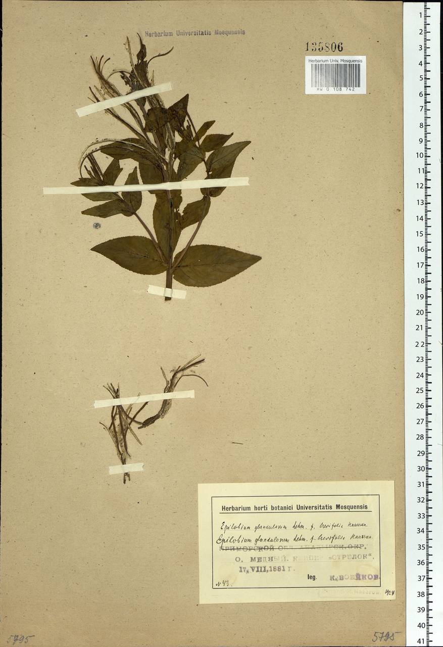 Epilobium ciliatum subsp. glandulosum (Lehm.) Hoch & P. H. Raven, Siberia, Chukotka & Kamchatka (S7) (Russia)
