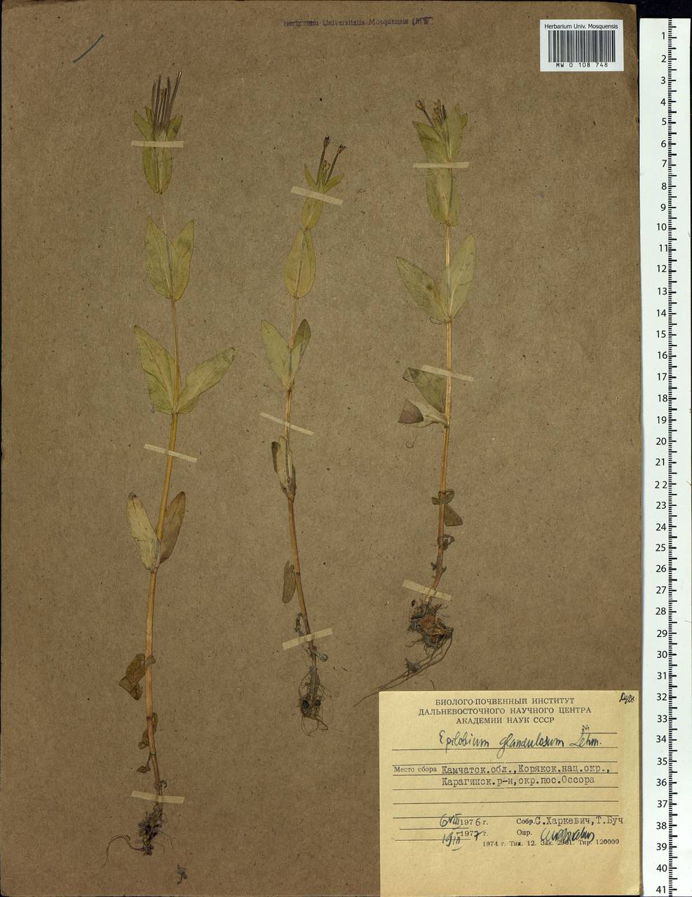 Epilobium ciliatum subsp. glandulosum (Lehm.) Hoch & P. H. Raven, Siberia, Chukotka & Kamchatka (S7) (Russia)