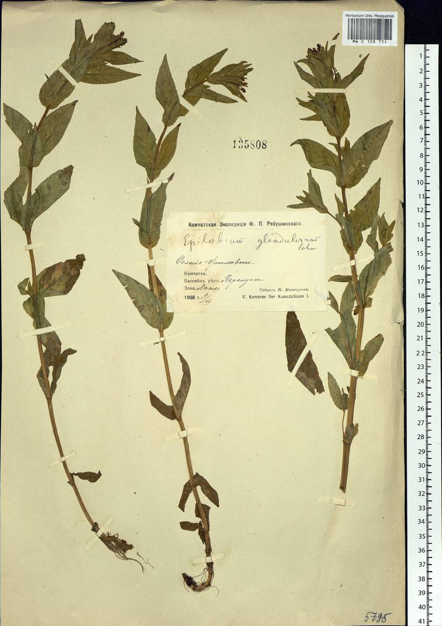 Epilobium ciliatum subsp. glandulosum (Lehm.) Hoch & P. H. Raven, Siberia, Chukotka & Kamchatka (S7) (Russia)