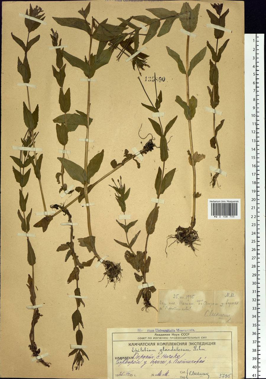 Epilobium ciliatum subsp. glandulosum (Lehm.) Hoch & P. H. Raven, Siberia, Chukotka & Kamchatka (S7) (Russia)
