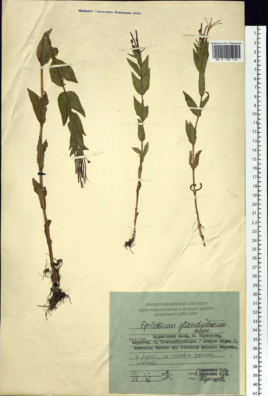 Epilobium ciliatum subsp. glandulosum (Lehm.) Hoch & P. H. Raven, Siberia, Russian Far East (S6) (Russia)