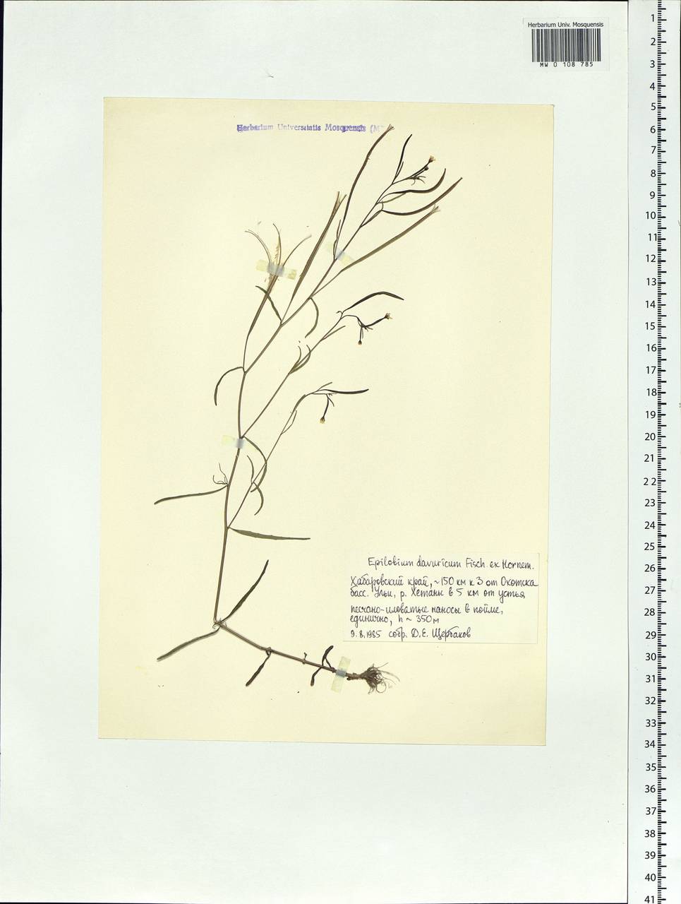 Epilobium davuricum Fisch. ex Hornem., Siberia, Russian Far East (S6) (Russia)