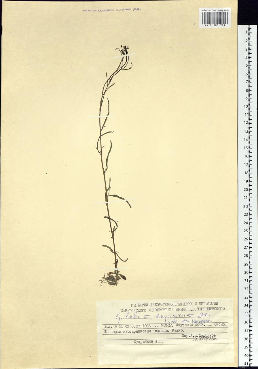 Epilobium davuricum Fisch. ex Hornem., Siberia, Yakutia (S5) (Russia)
