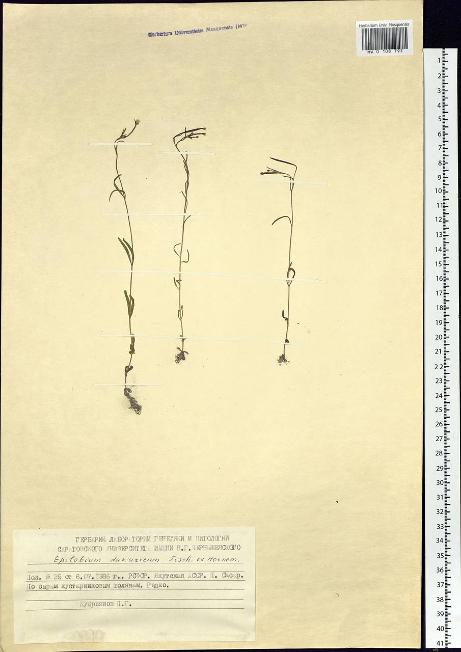 Epilobium davuricum Fisch. ex Hornem., Siberia, Yakutia (S5) (Russia)