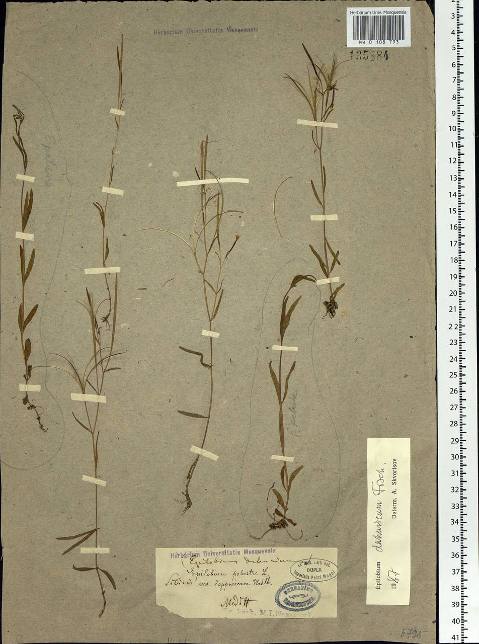 Epilobium davuricum Fisch. ex Hornem., Siberia, Yakutia (S5) (Russia)