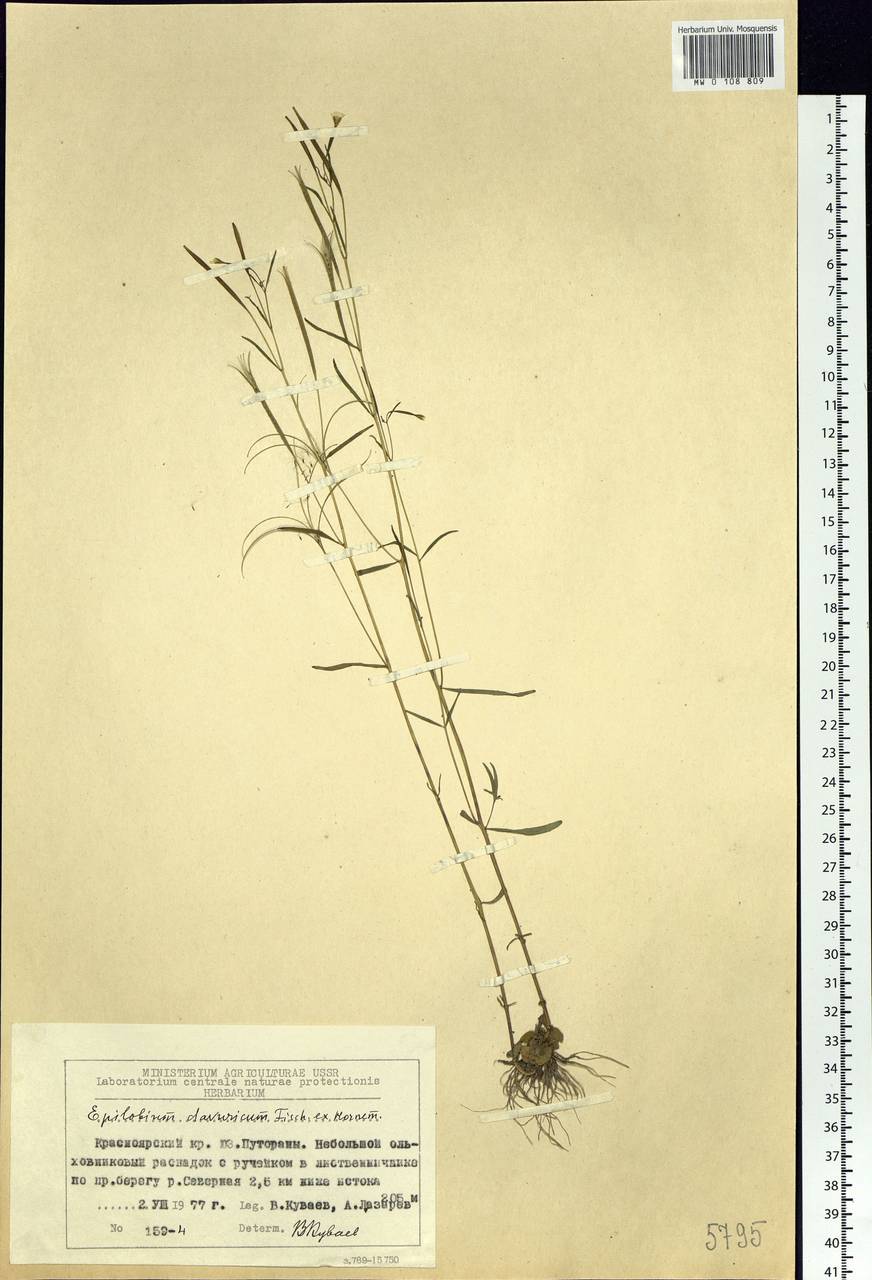 Epilobium davuricum Fisch. ex Hornem., Siberia, Central Siberia (S3) (Russia)