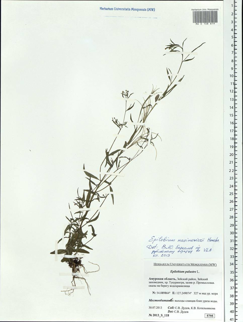 Epilobium amurense subsp. cephalostigma (Hausskn.) C. J. Chen, Hoch & P. H. Raven, Siberia, Russian Far East (S6) (Russia)
