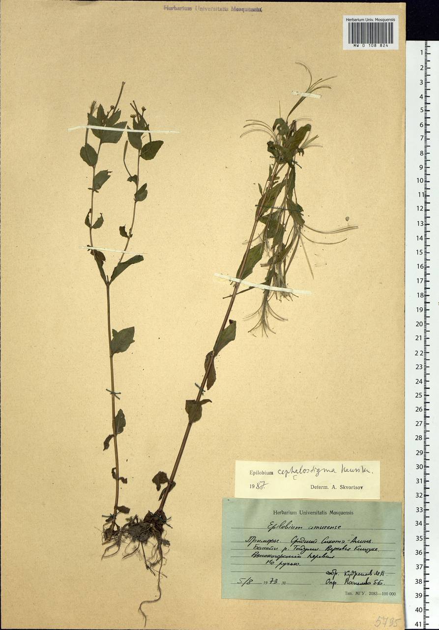 Epilobium amurense subsp. cephalostigma (Hausskn.) C. J. Chen, Hoch & P. H. Raven, Siberia, Russian Far East (S6) (Russia)