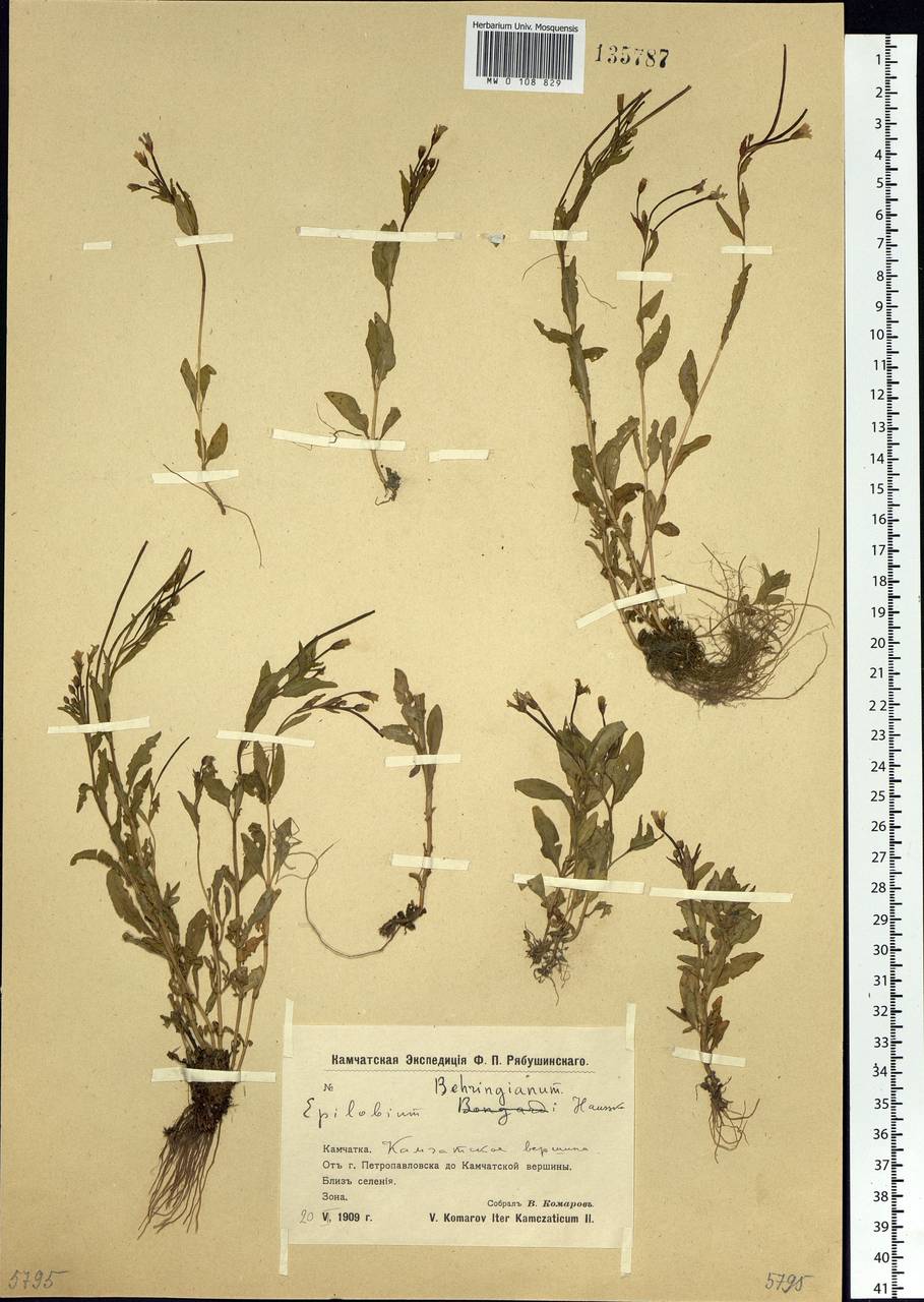 Epilobium hornemannii subsp. behringianum (Hausskn.) Hoch & P. H. Raven, Siberia, Chukotka & Kamchatka (S7) (Russia)