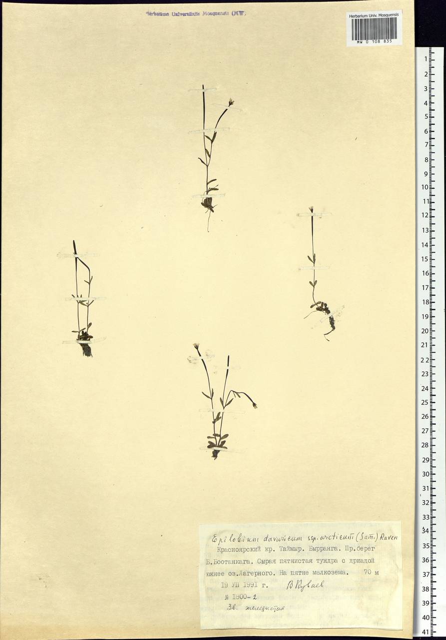 Epilobium arcticum Sam., Siberia, Central Siberia (S3) (Russia)