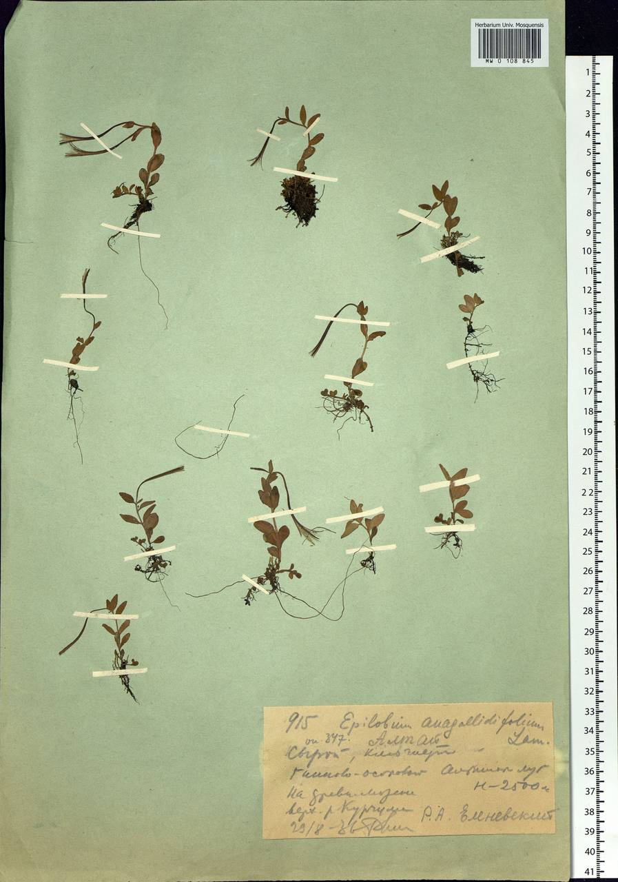 Epilobium anagallidifolium Lam., Siberia, Western (Kazakhstan) Altai Mountains (S2a) (Kazakhstan)