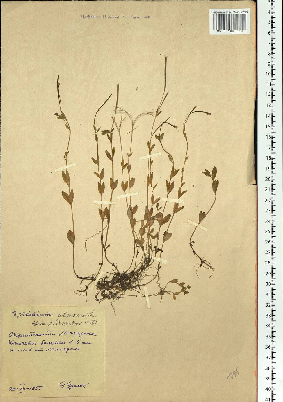 Epilobium anagallidifolium Lam., Siberia, Chukotka & Kamchatka (S7) (Russia)