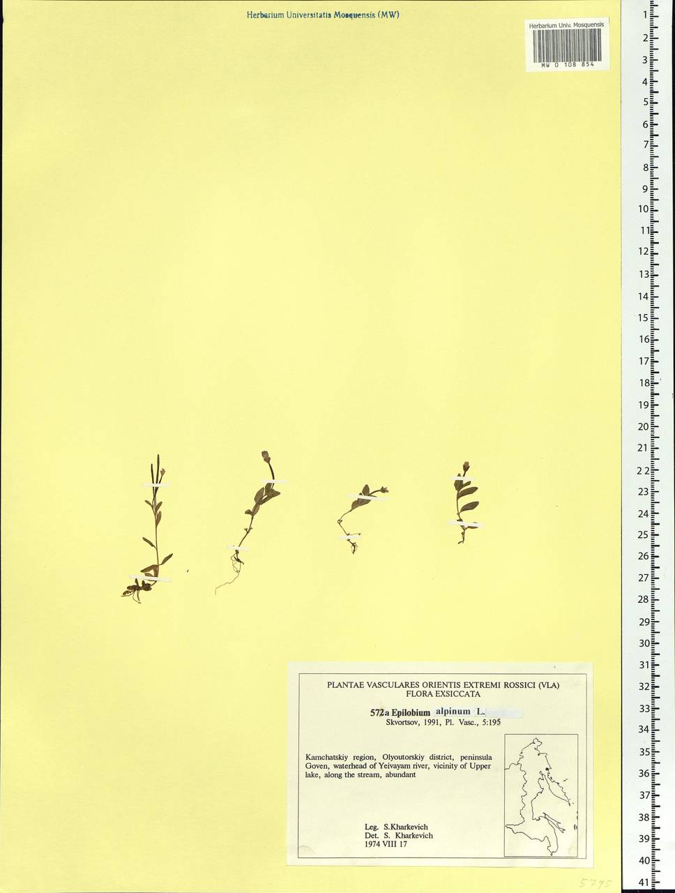Epilobium anagallidifolium Lam., Siberia, Chukotka & Kamchatka (S7) (Russia)