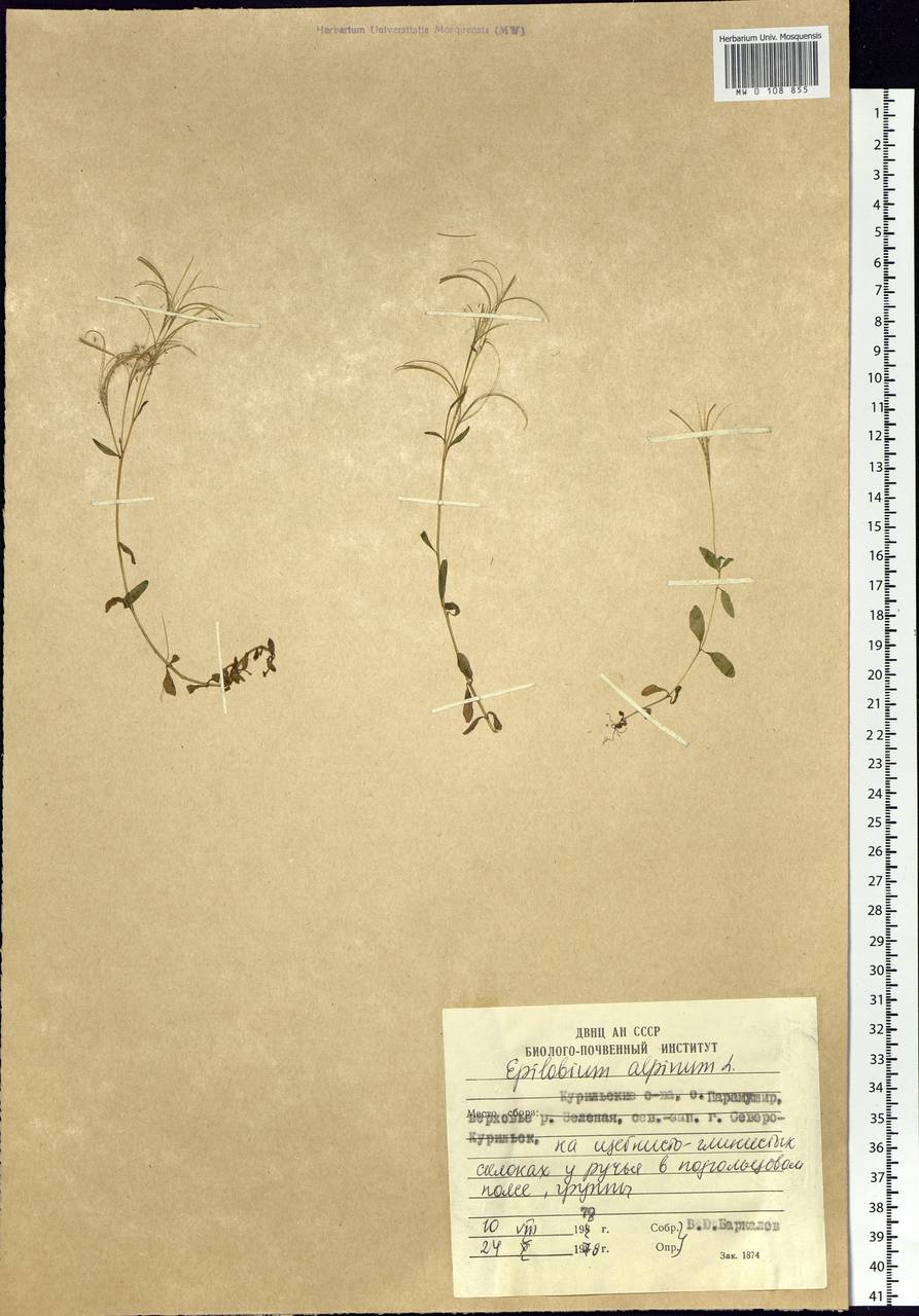 Epilobium anagallidifolium Lam., Siberia, Russian Far East (S6) (Russia)