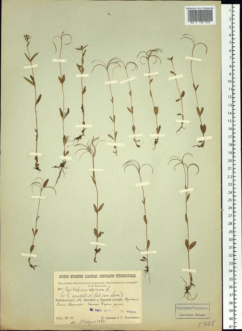 Epilobium palustre L., Siberia, Baikal & Transbaikal region (S4) (Russia)