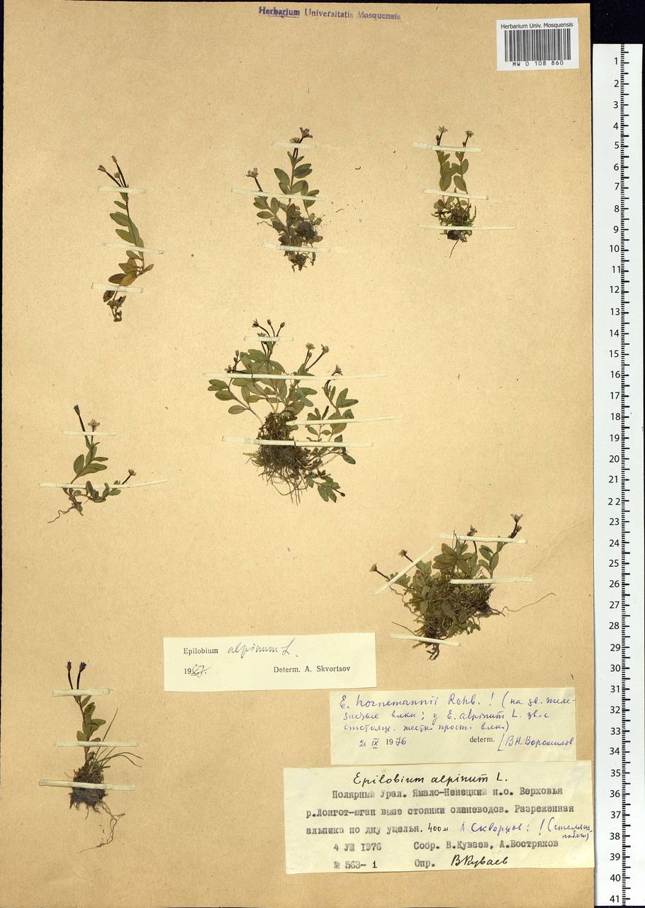 Epilobium anagallidifolium Lam., Siberia, Western Siberia (S1) (Russia)
