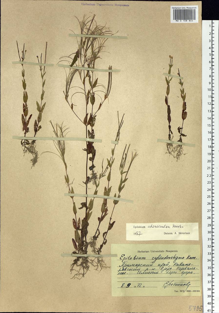 Epilobium ciliatum subsp. ciliatum, Siberia, Russian Far East (S6) (Russia)