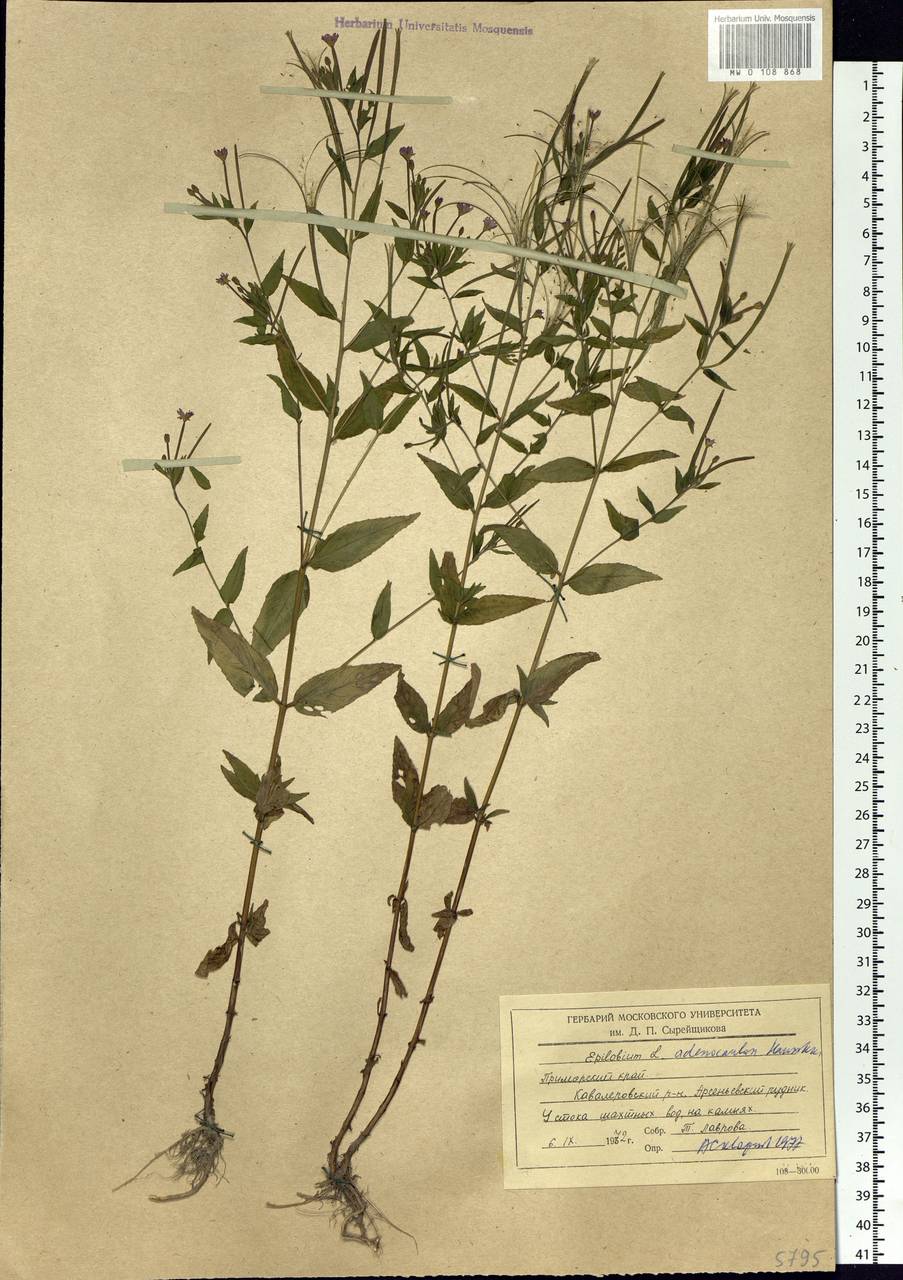 Epilobium ciliatum subsp. ciliatum, Siberia, Russian Far East (S6) (Russia)