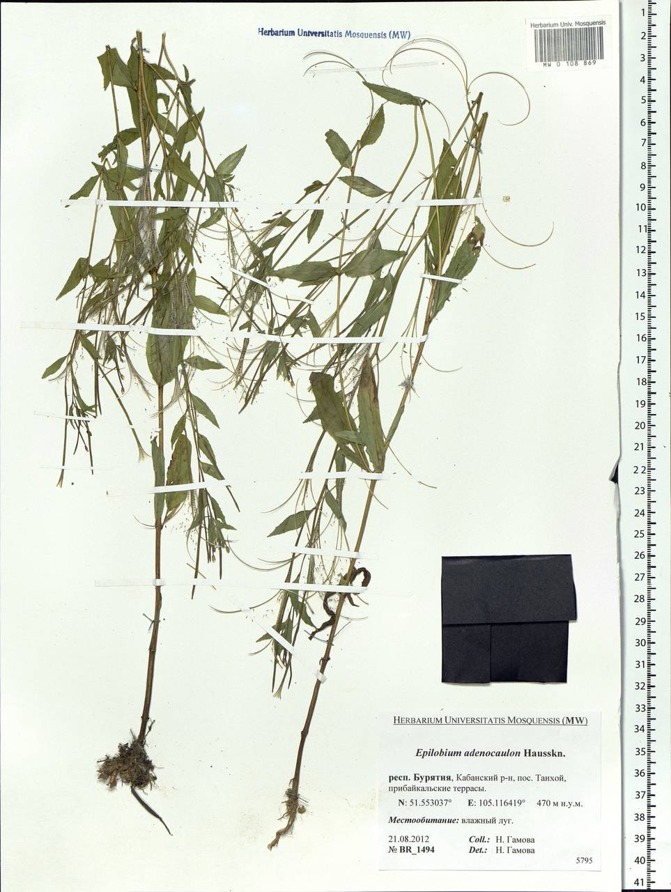 Epilobium ciliatum subsp. ciliatum, Siberia, Baikal & Transbaikal region (S4) (Russia)