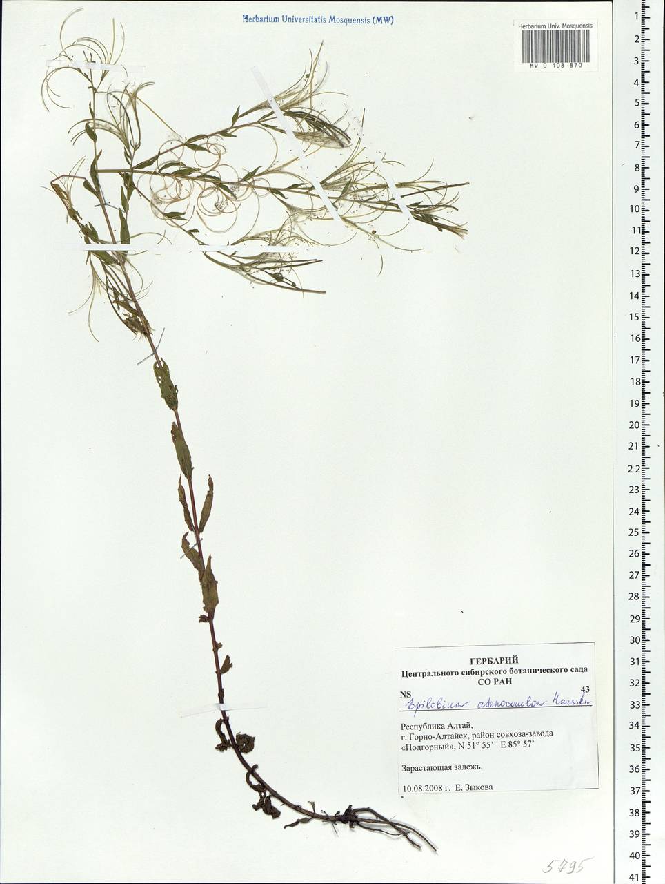 Epilobium ciliatum subsp. ciliatum, Siberia, Altai & Sayany Mountains (S2) (Russia)