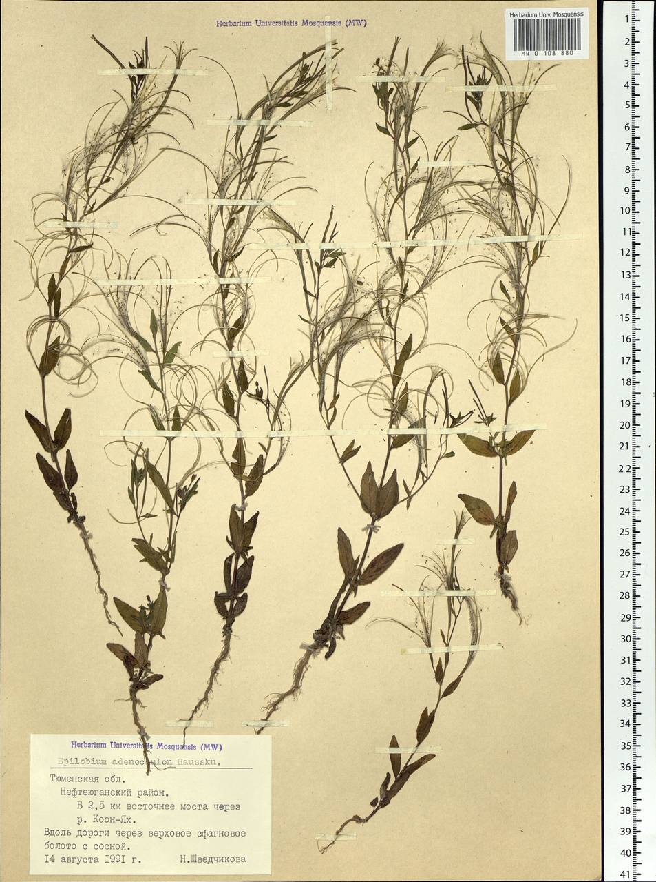Epilobium ciliatum subsp. ciliatum, Siberia, Western Siberia (S1) (Russia)