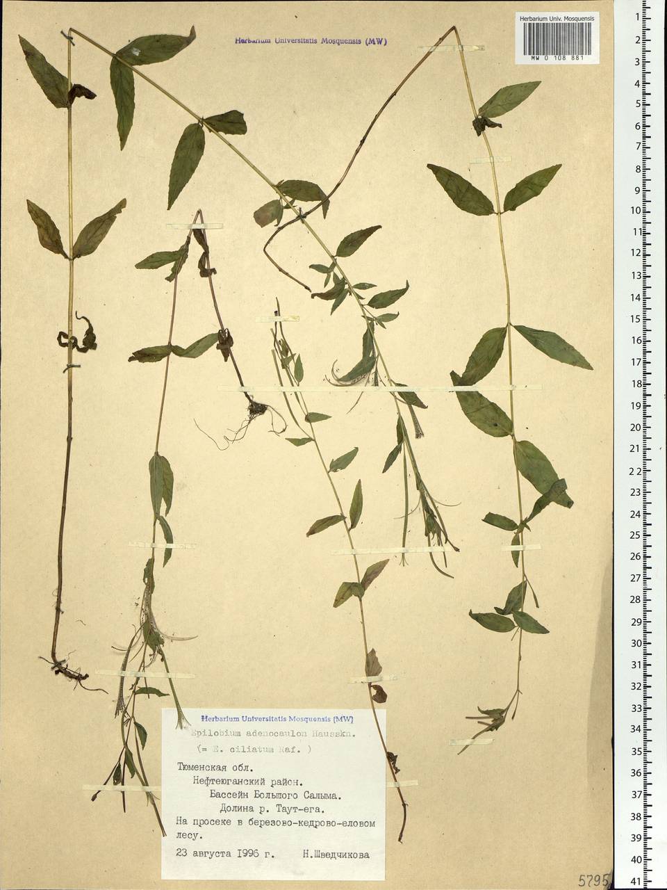 Epilobium ciliatum subsp. ciliatum, Siberia, Western Siberia (S1) (Russia)