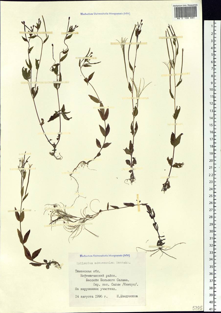 Epilobium ciliatum subsp. ciliatum, Siberia, Western Siberia (S1) (Russia)