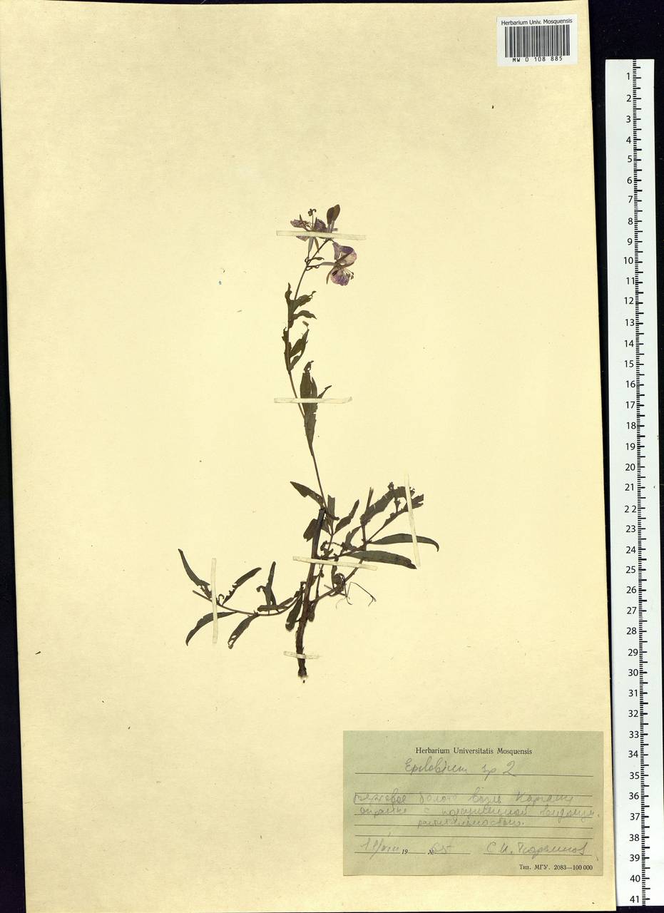 Epilobium, Siberia, Western Siberia (S1) (Russia)