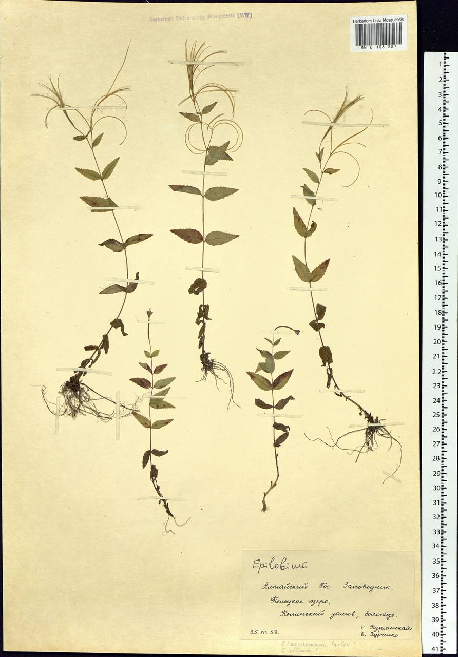 Epilobium, Siberia, Altai & Sayany Mountains (S2) (Russia)