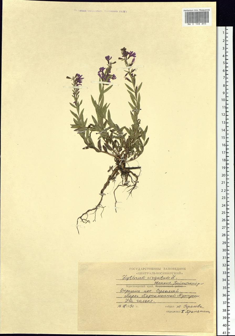 Lythrum virgatum L., Siberia, Central Siberia (S3) (Russia)