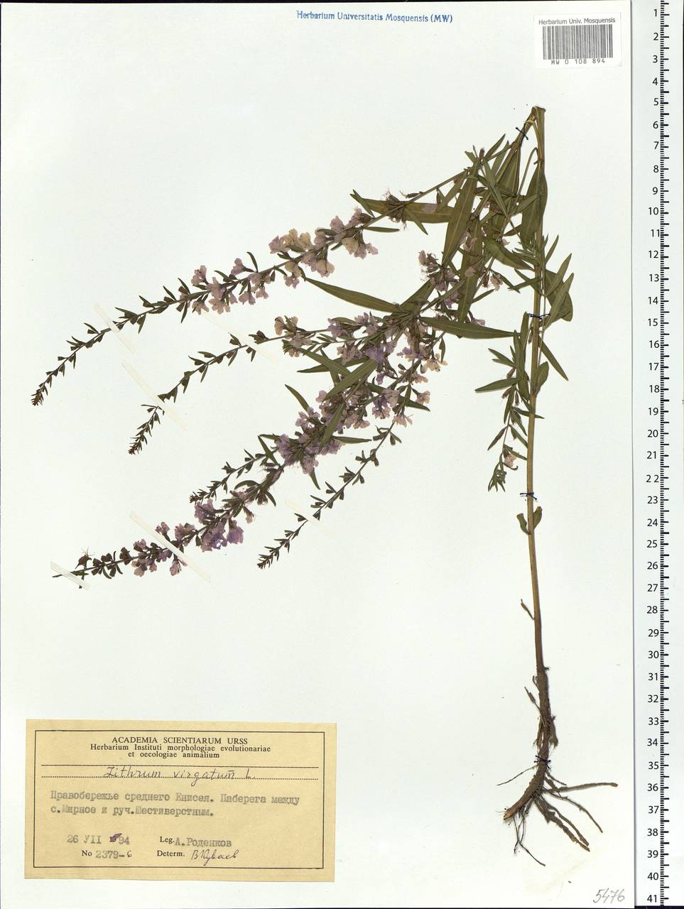 Lythrum virgatum L., Siberia, Central Siberia (S3) (Russia)