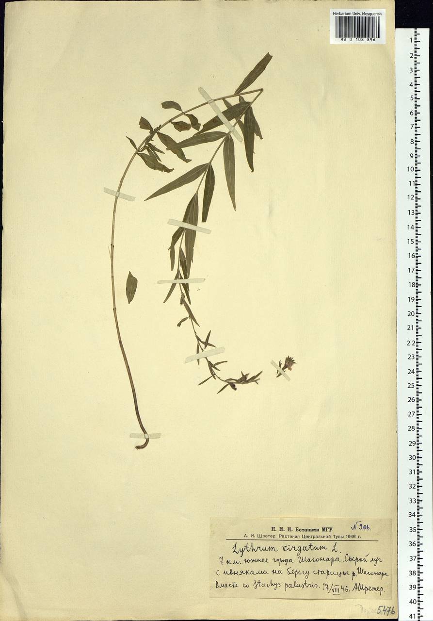Lythrum virgatum L., Siberia, Altai & Sayany Mountains (S2) (Russia)