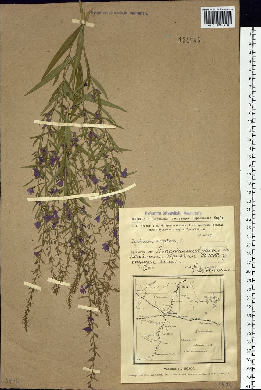 Lythrum virgatum L., Siberia, Western Siberia (S1) (Russia)