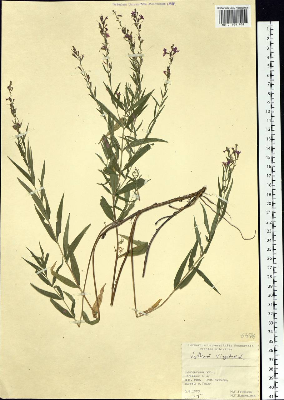 Lythrum virgatum L., Siberia, Western Siberia (S1) (Russia)